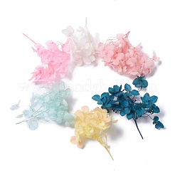 Getrocknete Blumen&nbsp;X-DIY-D052-17