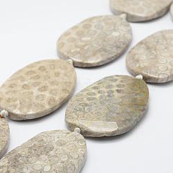 Fósiles naturales de coral abalorios hebras, teñido, oval, encaje antiguo, 41.5~71x28~36x8.5~12mm, agujero: 3 mm, 15.3 pulgada ~ 16.1 pulgadas (390~410 mm)