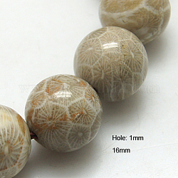 Fossiles naturelle perles de corail brins, ronde, 16mm, Trou: 1mm