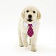 Collar animal con pajarita para mascotas mega poliéster MP-MP0001-02L-8
