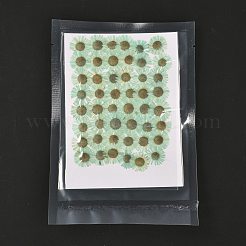 Centaurea iberica Prägung getrocknete Blume&nbsp;DIY-K032-65H