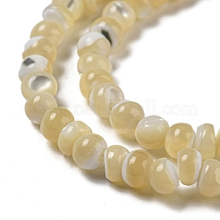 Fili di perline di conchiglia trochus naturale&nbsp;SSHEL-H072-13A