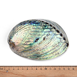 Perles de coquillage paua naturel&nbsp;SSHEL-Q298-22