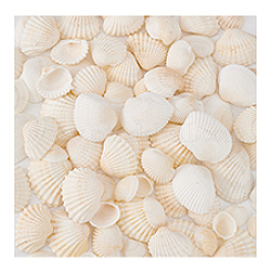 Dekoration aus natürlichen Muscheln&nbsp;AJEW-PH0012-03
