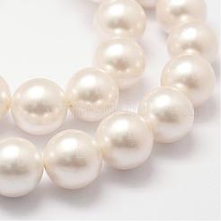 Shell fili di perle perline&nbsp;BSHE-L026-03-16mm