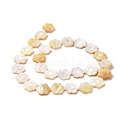 Naturali giallo perline shell fili&nbsp;SSHEL-G023-10A