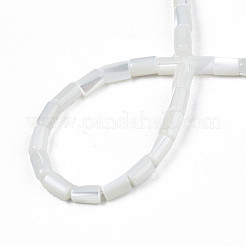 Naturali di acqua dolce perline shell fili&nbsp;SHEL-N003-26