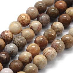 Fossiles naturelle perles de corail brins, ronde, 8~8.5mm, Trou: 0.8mm, Environ 45 pcs/chapelet, 15 pouce (38 cm)