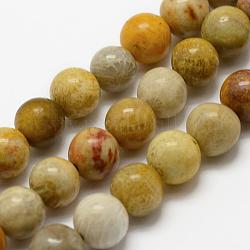 Fossiles naturelle perles de corail brins, ronde, 10mm, Trou: 1mm, Environ 38 pcs/chapelet, 15.3 pouce (39 cm)