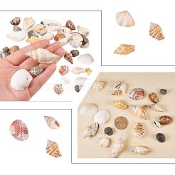Gemischte natürliche Muschelperlen-Sets&nbsp;BSHE-PH0003-03