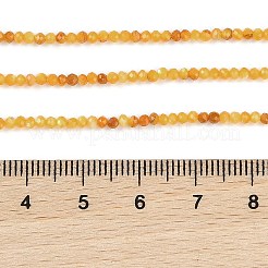 Naturali giallo perline shell fili&nbsp;BSHE-G036-09A