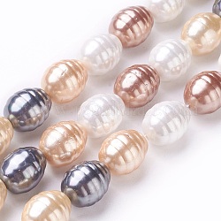 Fili di perle di conchiglia di elettropeste, patata, colore misto, 15.5~16.5x13~13.5mm, Foro: 0.8 mm, circa 24pcs/filo, 15.6 pollice ~ 16.1 pollici (39.5~41 cm)