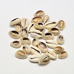 Perle di conchiglia naturali, Senza Buco / undrilled, verga d'oro pallido, 13~16x8~10x5mm