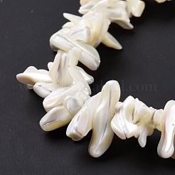 Trochid naturale perline shell fili&nbsp;X-SSHEL-G023-05B