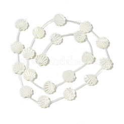 Perle trochid naturali / conchiglie trochus&nbsp;BSHE-B005-05