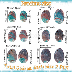 12 Stück 6 Stile natürliche Abalone-Muschel-Display-Dekorationen&nbsp;DJEW-GA0001-69