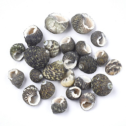 Conch Shell Perlen, ungebohrt / keine Lochperlen, Schwarz, 12~22x11~18x10~17 mm