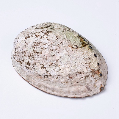 Natürliche Abalone-Muschel / Paua-Muscheldekoration&nbsp;SSHEL-K024-01A-1