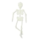 Leuchtendes Skelettmodell aus Kunststoff LUMI-PW0006-47A-1
