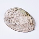天然アワビの殻/パウア貝の装飾  シェル  アイボリー  125~130x90~100x40~50mm SSHEL-K024-01A-3