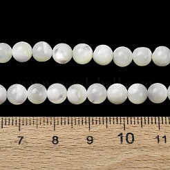 Natürliche Trochidschale / Trochusschalenperlenstränge&nbsp;SH-CBA2978-16B