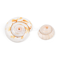 Natürliche Shiva Eye Shell Perlen&nbsp;SSHEL-Q294-6