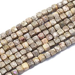 Brins de perles fossiles de conque naturelle, cube, facette, 6~6.5x6~6.5x6~6.5mm, Trou: 1mm, Environ 58 pcs/chapelet, 15.55 pouce (39.5 cm)