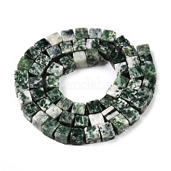 Natürliche grüne Fleck Jaspis Perlen Stränge&nbsp;G-T139-6x6-23A