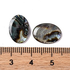 Cabochons en résine époxy en coquille de paua naturelle&nbsp;LS-SSHEL-S279-01B