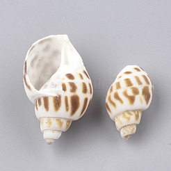Spiralmuschelperlen&nbsp;SSHEL-S251-08