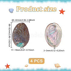 Natürliche Abalone-Muschel-Display-Dekoration&nbsp;FIND-WH0817-038A