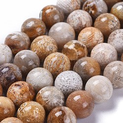Fossiles naturelle perles de corail brins, ronde, 8mm, Trou: 1mm, Environ 49 pcs/chapelet, 15.3 pouce