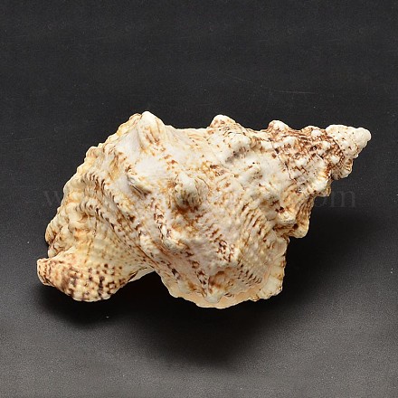 Natural Spiral Shell Home Decorations BSHE-O011-01-1