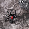 Alloy with Rhinestone Finger Rings, Spider, Jet, Inner Diameter: Adjustable
