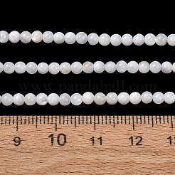 Eau douce naturelle de coquillage perles brins&nbsp;SH-CBA2978-07D-01