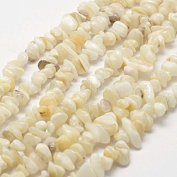 Shell perle naturali fili, pezzo, giallo chiaro, 3~5x7~13x2~4mm, Foro: 0.4 mm, circa 31.5 pollice (80 cm)