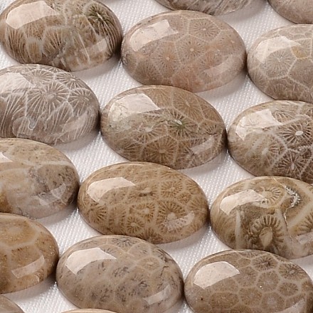 Natural Fossil Coral Cabochons G-J329-20-18x25mm-1