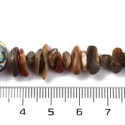 Paua naturale perline shell fili&nbsp;BSHE-B007-05