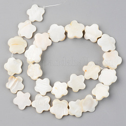Naturali di acqua dolce perline shell fili&nbsp;SHEL-S276-84
