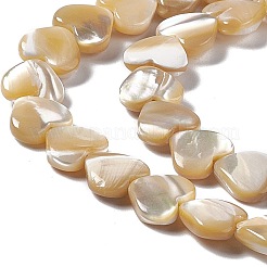 Fili di perle di conchiglia trochid naturale / trochus&nbsp;SHEL-F003-08B