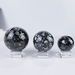 Sfera di cristallo fossile di conchiglia naturale&nbsp;PW-WG4EAD1-03