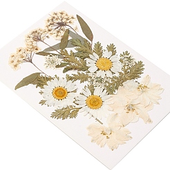 Gepresste Trockenblumen&nbsp;DIY-YWC0001-100