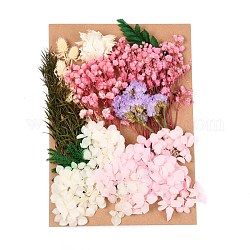 Fleur séchée, pour la douche nuptiale, mariage, fleur fraîche conservée, colorées, 210x148x14~24.5mm