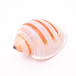 Natürlichen Schale&nbsp;DJEW-WH0010-70