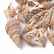 Perles de coquillages en spirale X-SSHEL-S258-07-1