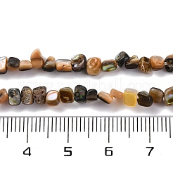 Natur Paua Muschel Perlen Stränge&nbsp;BSHE-B007-04