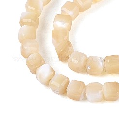 Natürliche Trochidschale / Trochusschalenperlenstränge&nbsp;BSHE-T014-52A-02