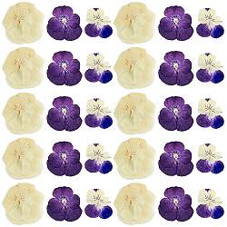 HOBBIESAY 90Pcs 3 Style Dried Pansy Flower, Craft Material, Mixed Color, 25~40x14~40x0.2~0.7mm, 30pcs/style