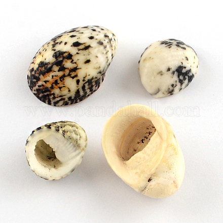 No Hole Natural Trochid Shell/Trochus Shell Beads SSHEL-R036-21-1