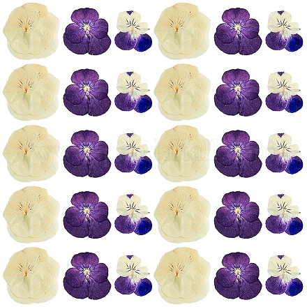 Hobbiesay 90 Stück getrocknete Stiefmütterchenblüten im 3-Stil DIY-HY0001-62-1